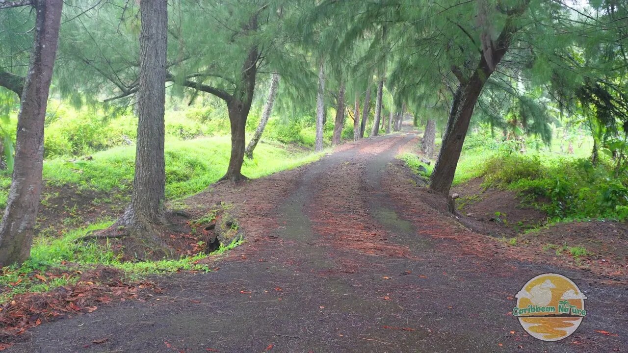 Relax to the calming sounds of rainfall on a paved road in a tropical Caribbean woods | Rain Sounds