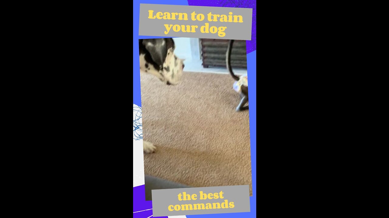 HOW TO TRAIN YOUR DOG - I wanna play