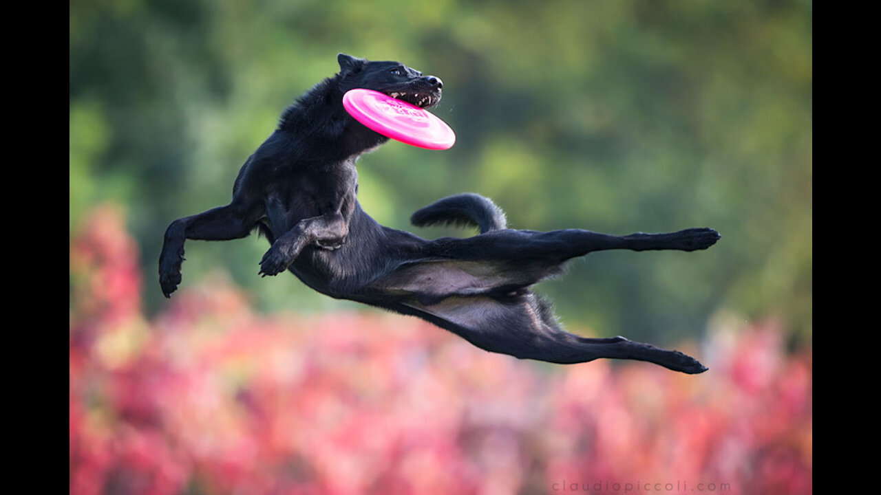 Dogs That Fly - Malinois & Alsatian Dogs Show Their Jumping Agility