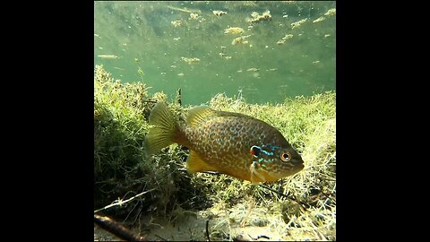 pumpkinseed on the bed