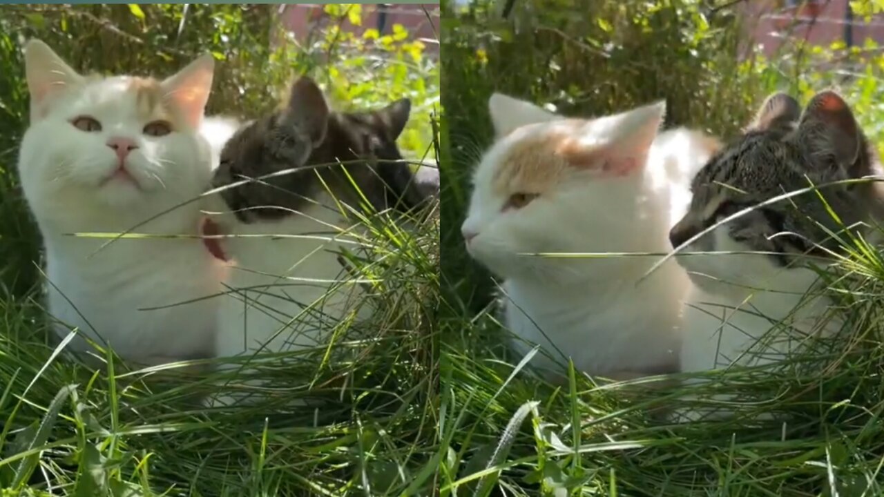 Couple Cat sitting In Grasses.