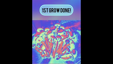 MUSHROOM MONOTUB 1ST GROW DONE SON!