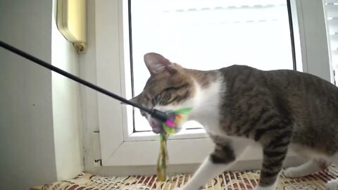 Adorable Little Cat Talks to the Toy and Grabs It with His Teeth