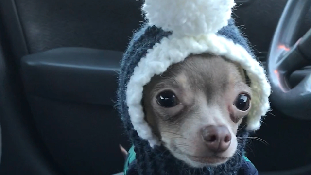 Adorable chihuahua frantically searches for owner