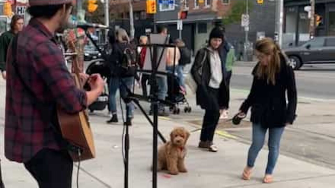 Dog is busker's biggest fan!