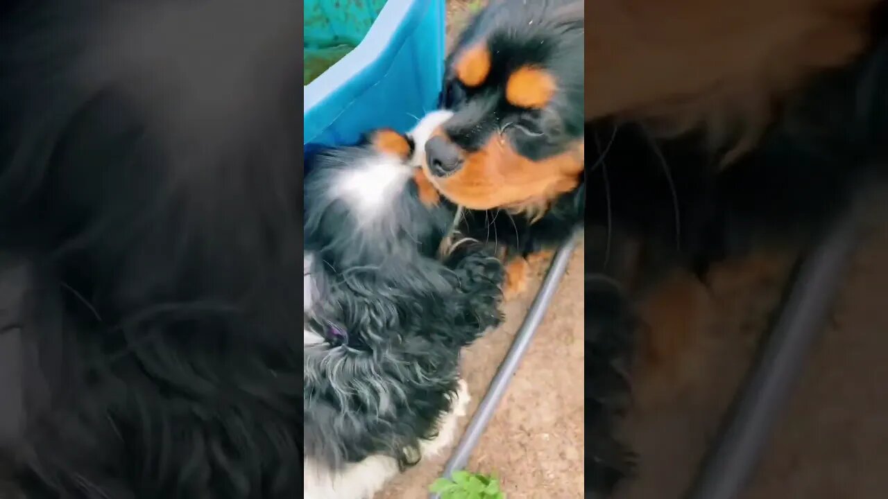 Playing with some dogs #puppy #dog #cute