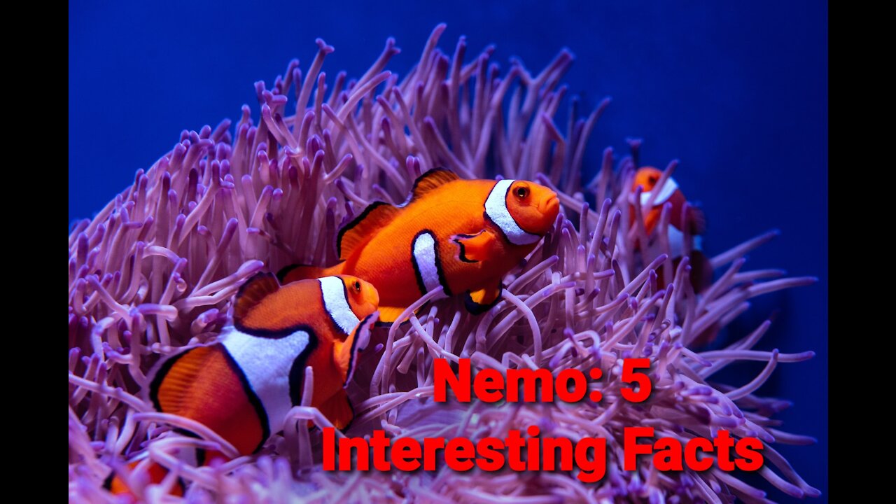 Nemo: 5 Interesting Facts