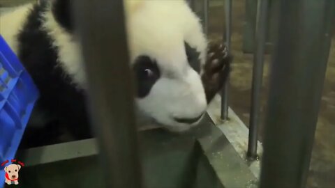 Cute panda video collection，Filmed in Chinese panda