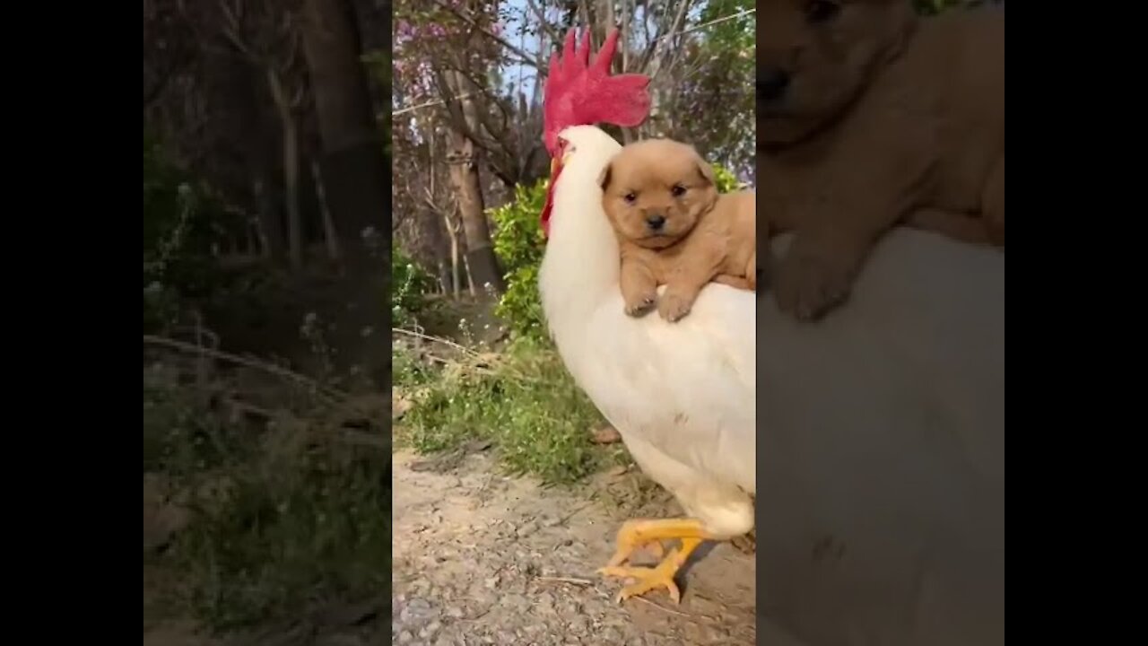 Cute Animals | Funny Videos Compilation 2021