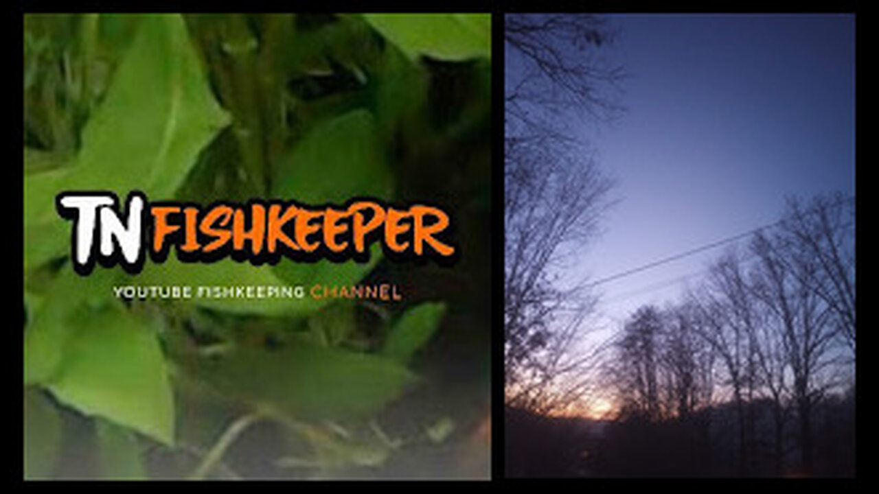 TNFISHKEEPER.COM™ 🐠 A BEAUTIFUL MORNING IN TENNESSEE! #WEATHER #KNOXVILLE #TNFISHKEEPER