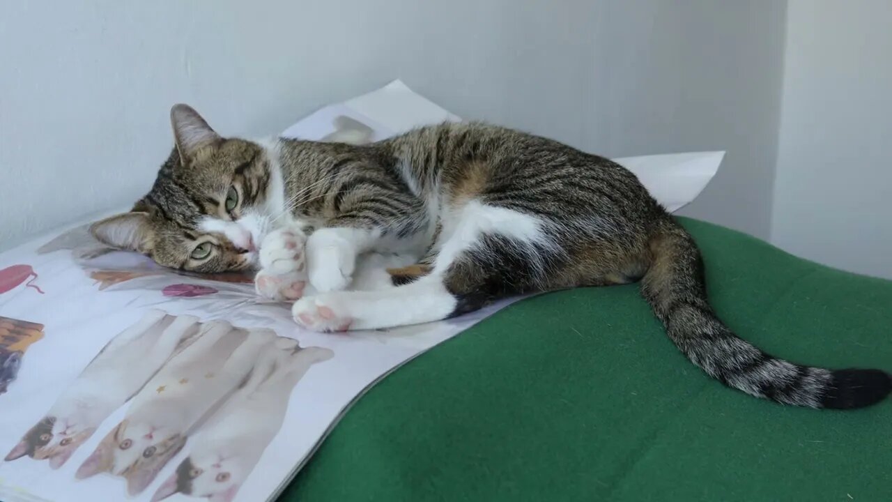 This Cat Is so Attached to His Cat Stickers