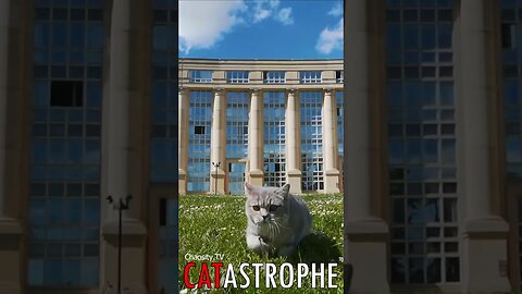 😼 #CATASTROPHE - Roaming Spirit: A Cat's Quest for Home 🐈