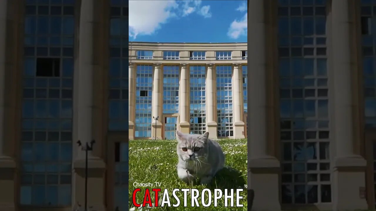 😼 #CATASTROPHE - Roaming Spirit: A Cat's Quest for Home 🐈