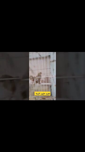 طيور الزينة الكناري و الميستو