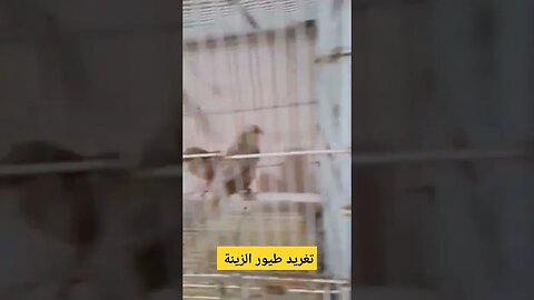طيور الزينة الكناري و الميستو
