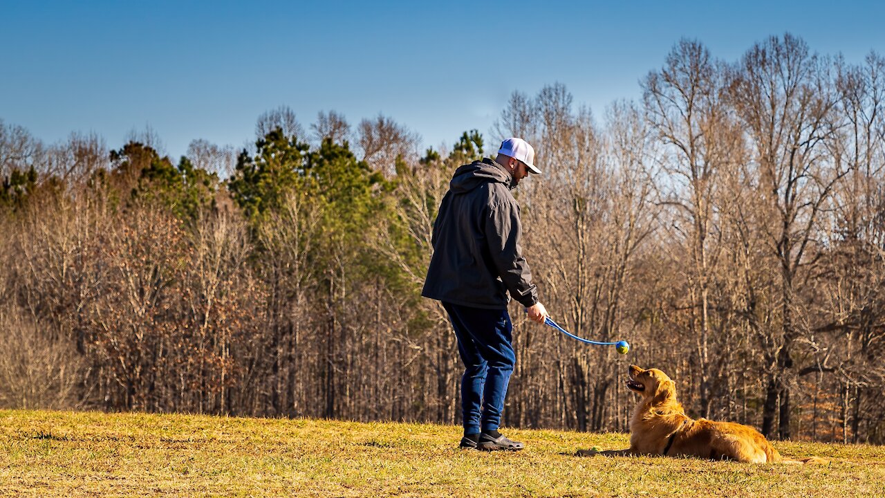 How To Train your Dog Become Fully Aggressive With just Few Simple Tips