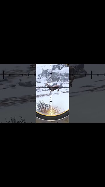 Hunting Coyotes #360 #elk #shorts #dog #animals #hunter #hunting #ytshorts #dog #coyotes #wildlife