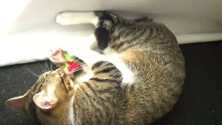 Look what a Nice Cat Toy I Have, Mom