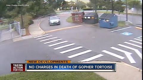 Driver who ran over gopher tortoise in Dunedin says it was an accident and will not be charged