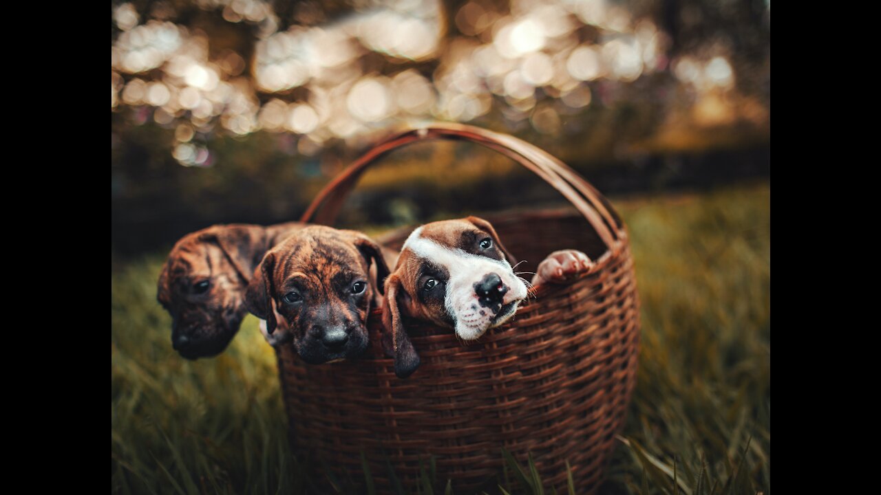 Cute Puppies messing up! Funny Compilation :)