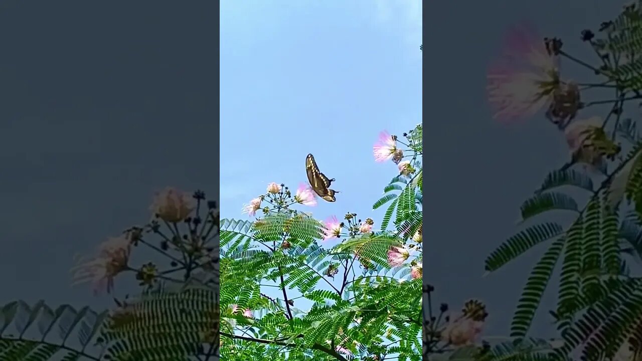 Giant Swallowtail butterfly 🦋