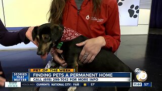 Pet of the Week: Tiffany