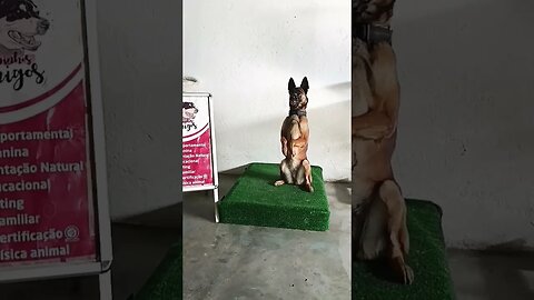 Hyra- Malinois Style