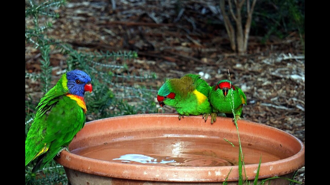 Lorikeet Mayhem 🦜 | Fun2rumble