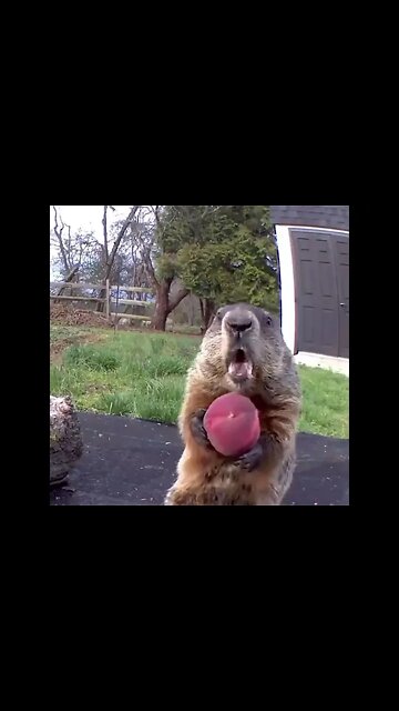 So Funny LOL #Shorts #ytshorts #Dogs #Animals #Fun #UbertainmentFun