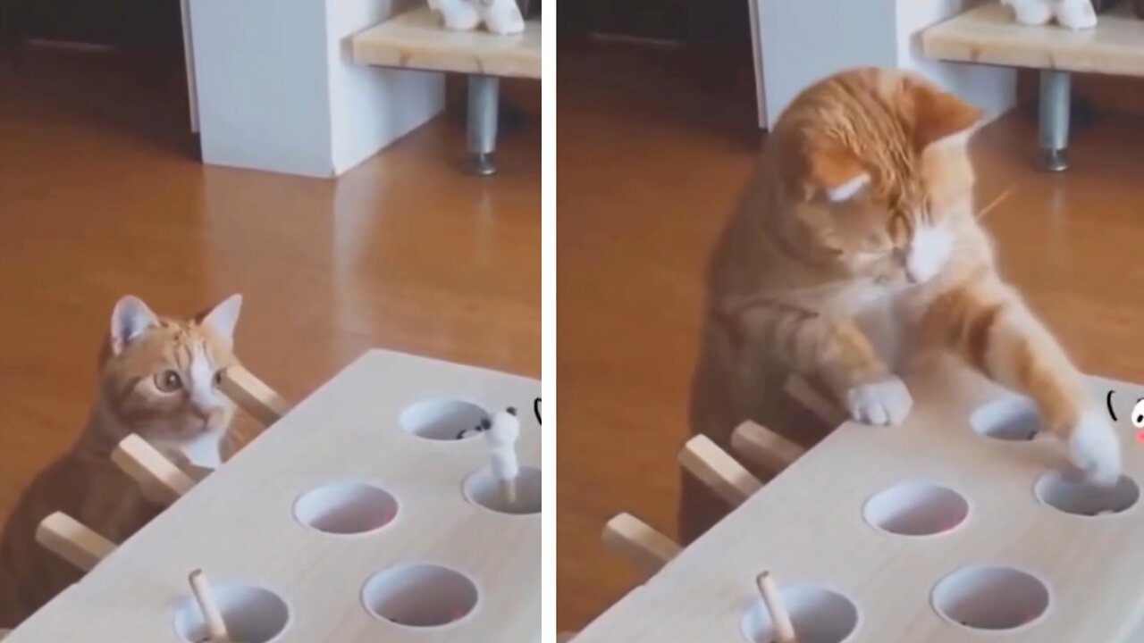 Animals are so clever