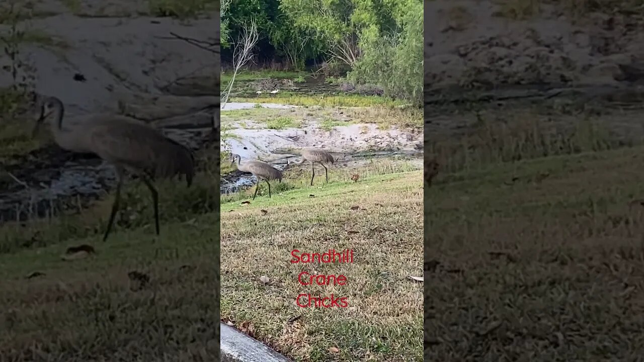 Sandhill Crane Chicks #short #shorts #birdshorts