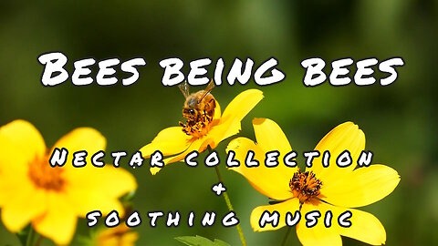 Bees Being Bees - soothing music & nectar collection