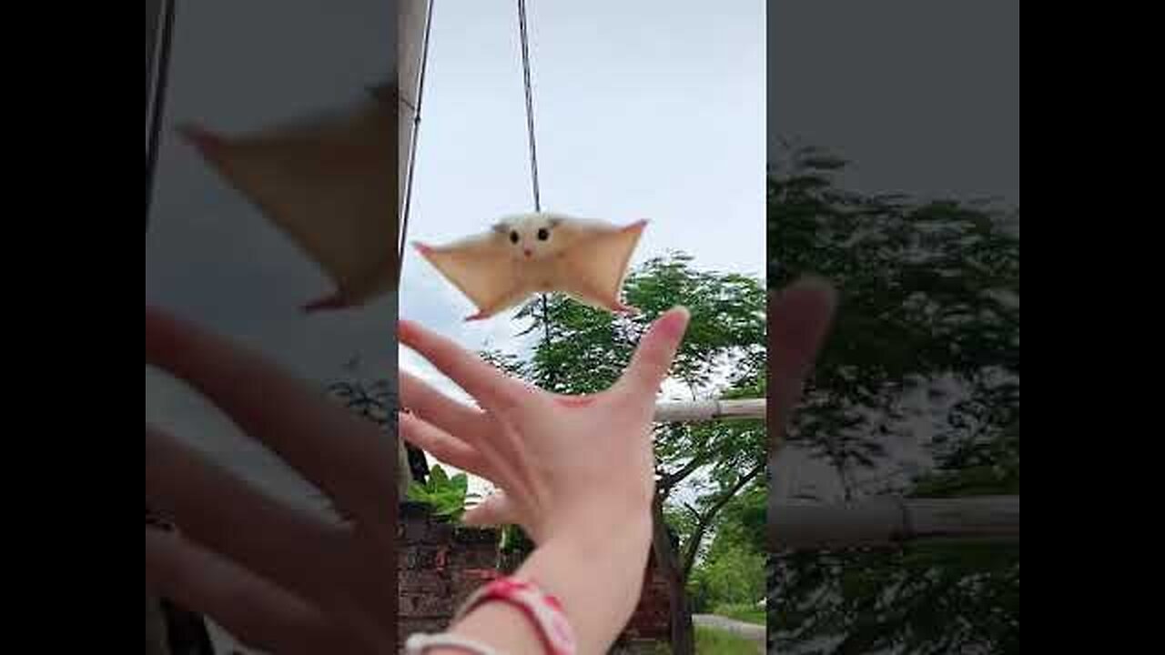 flying squirrel cute sugar glider flying and landing in hand