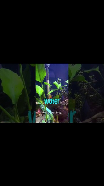 Water is ALIVE - Aquarium Water Change Rule