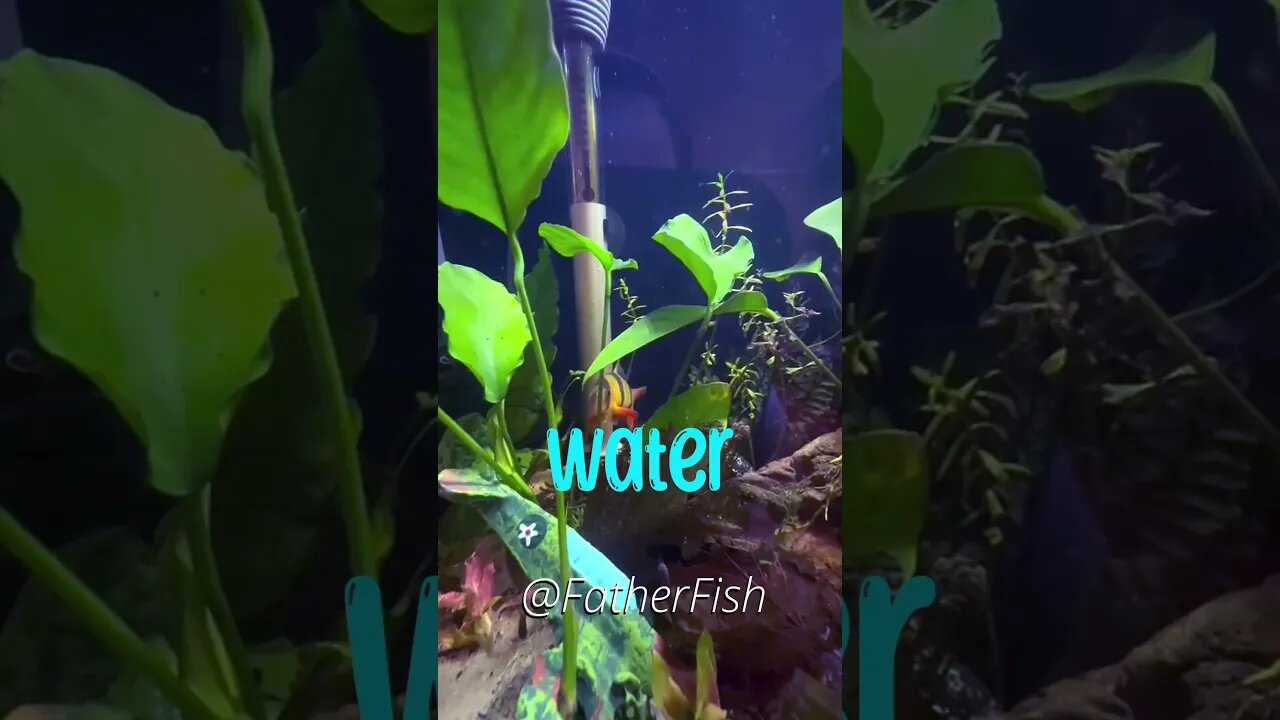 Water is ALIVE - Aquarium Water Change Rule