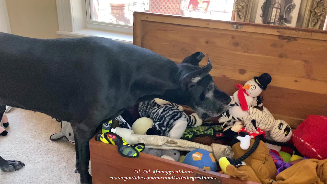 Funny Adopted Great Dane Looks For A Specific Toy In Her Toy Box