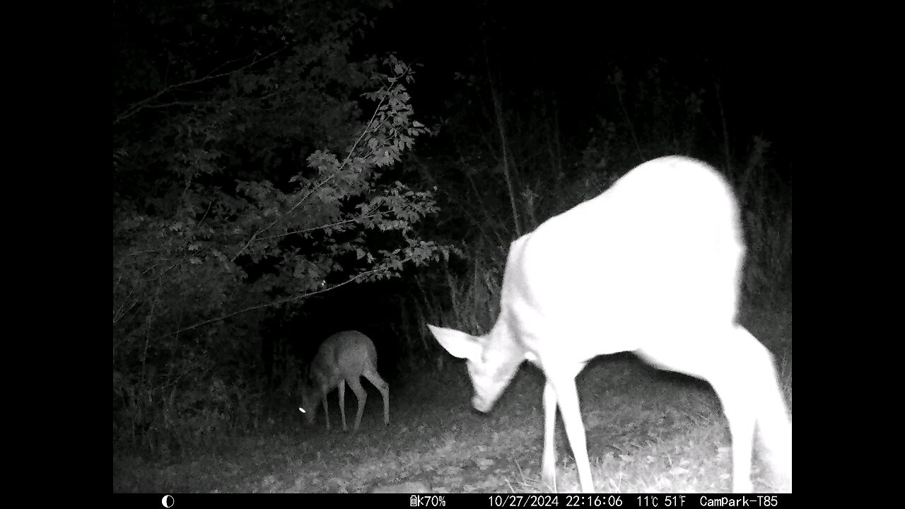 Deer Cam 10-27-2024