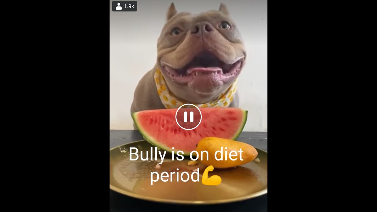 Did Bully swallowed the mango seed.?? 😱😱 watch till the end.