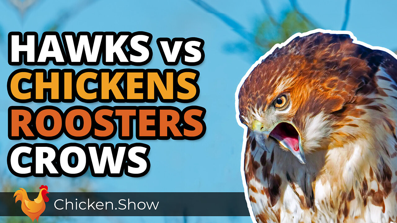 How to Protect Chickens from Hawks. TWO THINGS That Work!