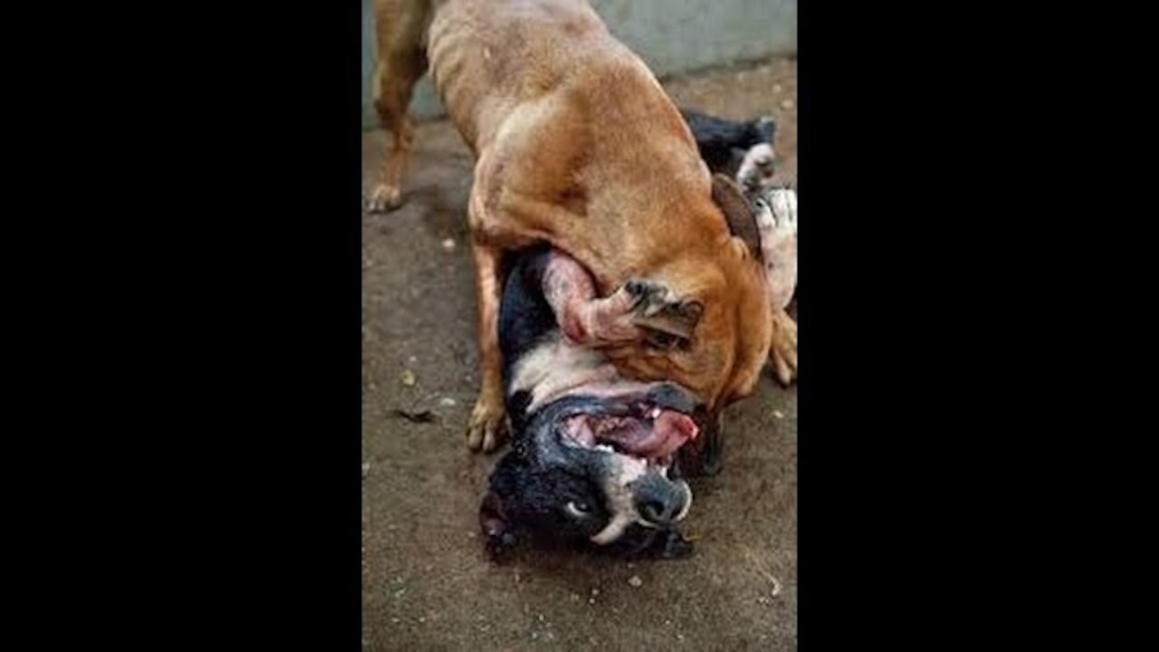 Pitbull attack Dogs