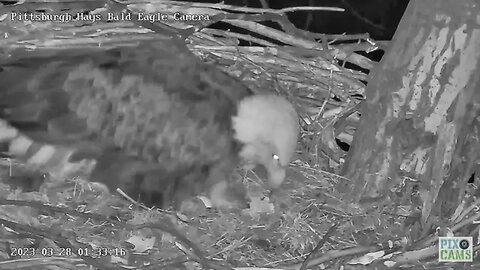 Hays Eagles H20 Hatch in Progress 3.28.23 1:33AM