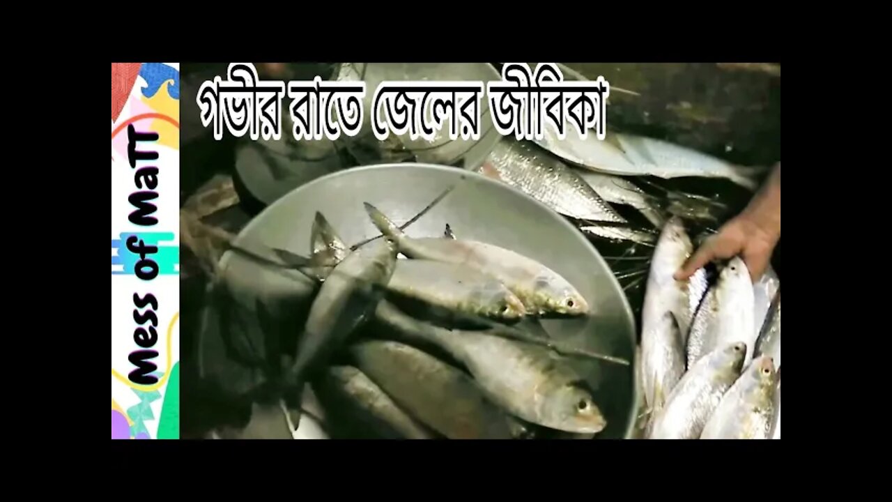 গভীর রাতে জেলের জীবিকা/মাছ রাখার নেই জায়গা, তাই এত সস্তা/Fish of Riverland