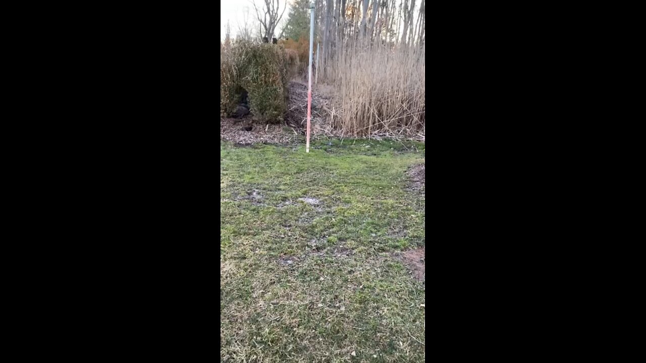 Icing After Rain