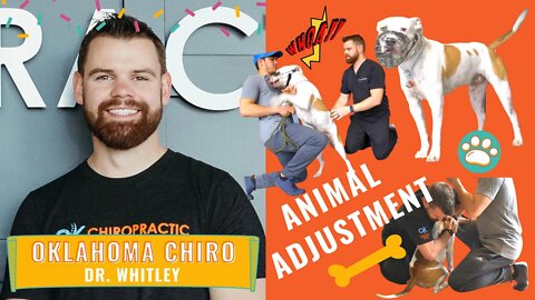 Oklahoma Chiro : Dr. Whitley Animal Adjustment!