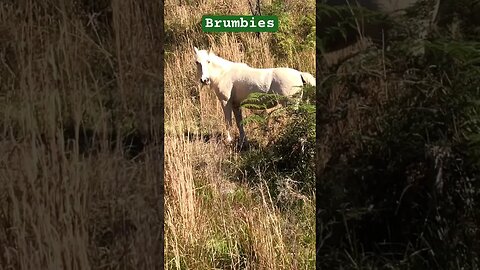 Two of our brumbies