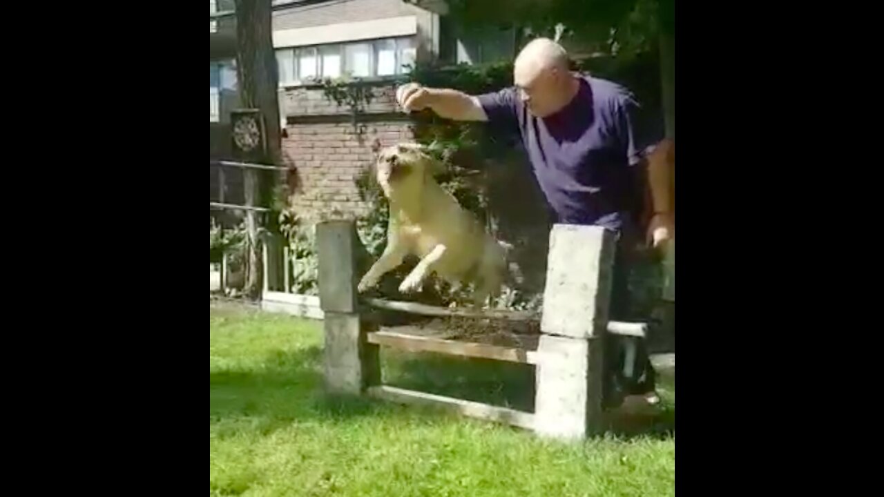 Dog Learns To Jump Over a Tall Hurdle In A Single Bound!