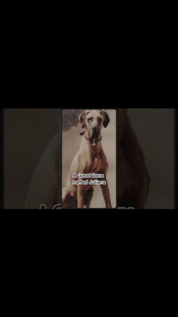 A LIGHT-HEARTED WWII FACT...