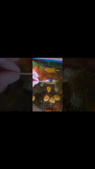 Look at how my turtle eats! #pets #animals #reptiles #live