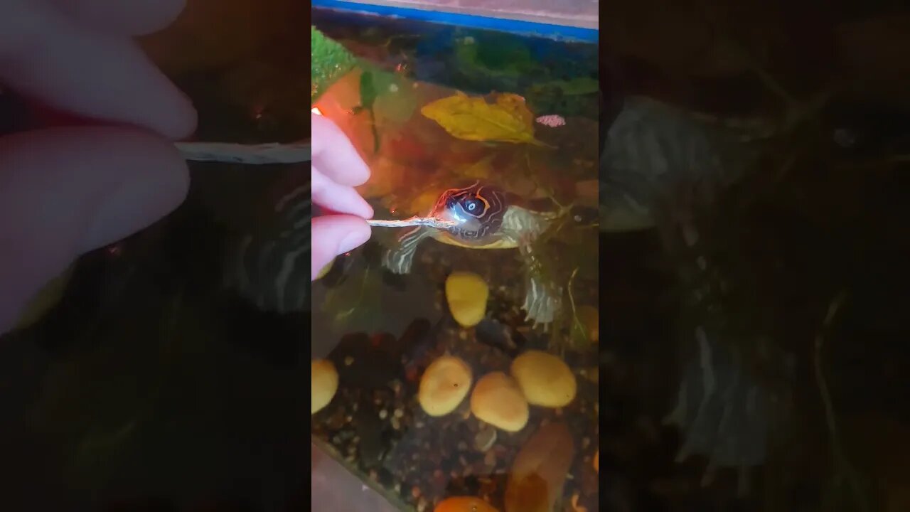 Look at how my turtle eats! #pets #animals #reptiles #live