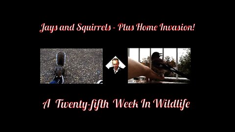 A Twenty-fifth Week In Wildlife - Squirrels and Jays and a home invasion!